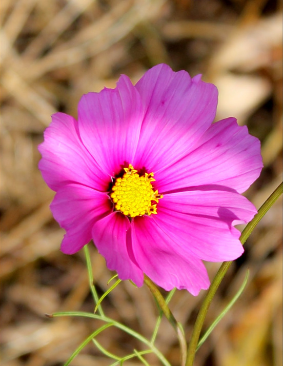 Purple flower